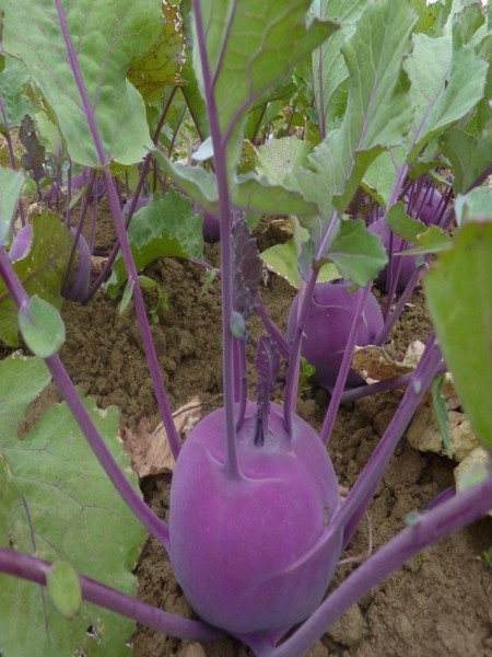 Kırmızı Alabaş Fidesi