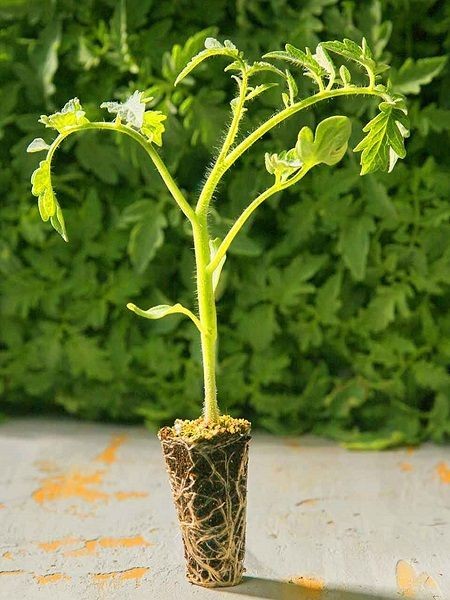 Sırık Domates Fidesi