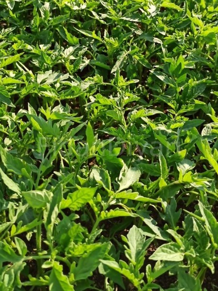 Pembe Domates Fidesi