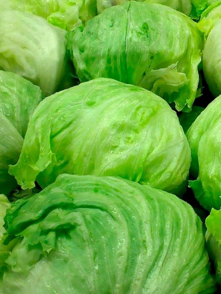 İceberg Göbek Fidesi