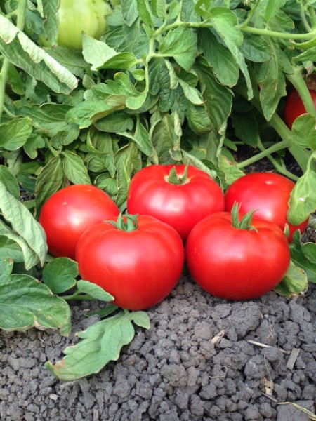 Oturak Domates Fidesi