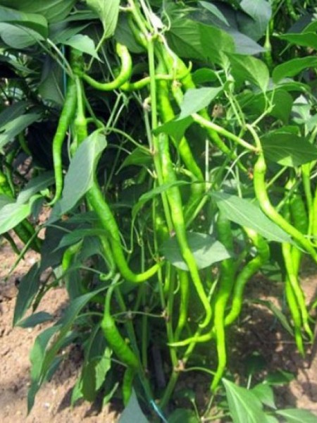 Acı Kıl Biber Fidesi