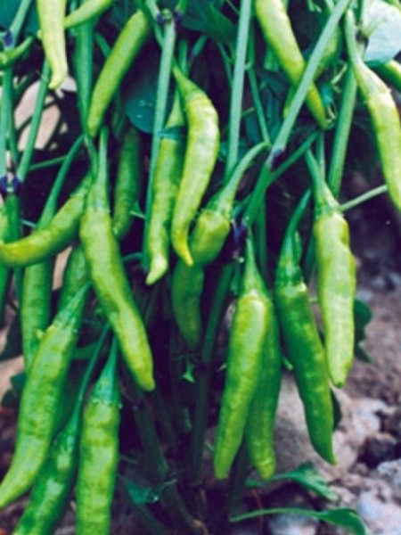 Aşağı Bakan Biber Fidesi