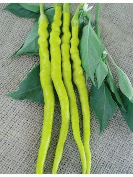 Çorbacı Biber Fidesi