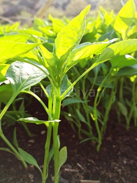 Çarliston Biber Fidesi