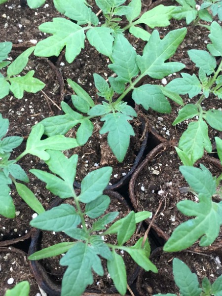 Çeri Domates Fidesi