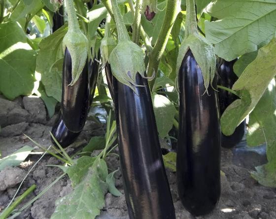 Düz Patlıcan Fidesi