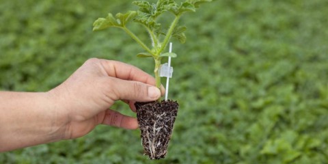 Aşılı Fidenin Avantajları 