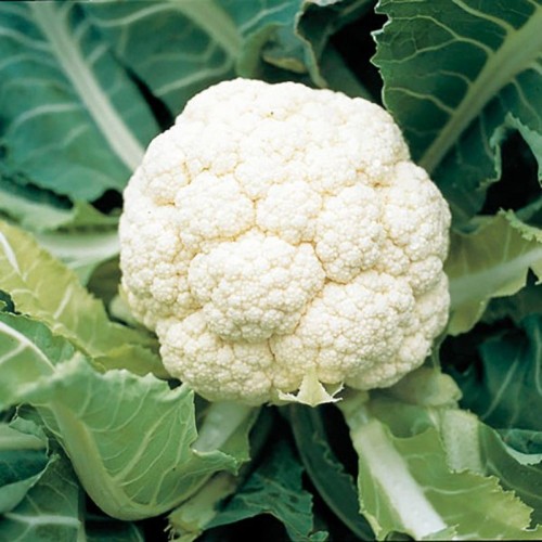 KARNABAHAR FİDELERİ