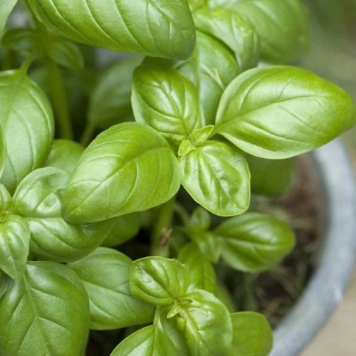 FESLEĞEN FİDELERİ