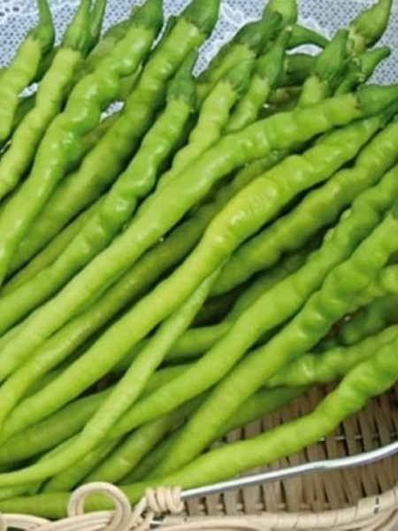 Tatlı Kıl Biber Fidesi