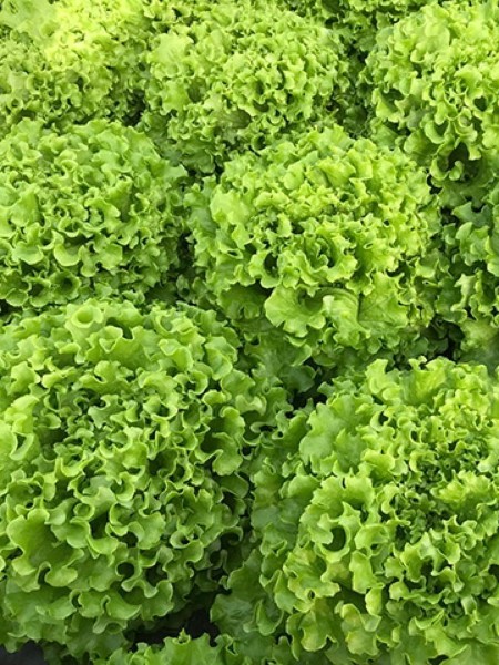 Kıvırcık Marul Fidesi