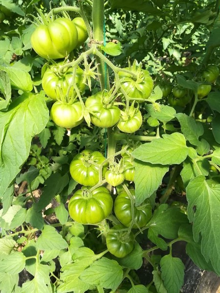 Köy Tipi Domates Fidesi