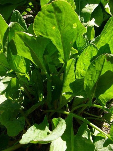 Kuzu Kulağı Fidesi