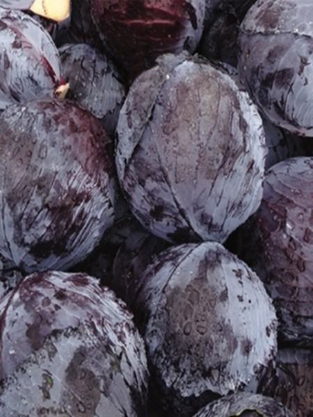 Kırmızı Lahana Fidesi