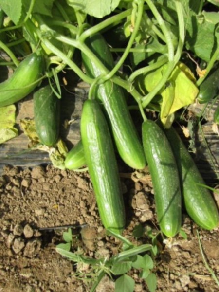 Oturak Hıyar Fidesi