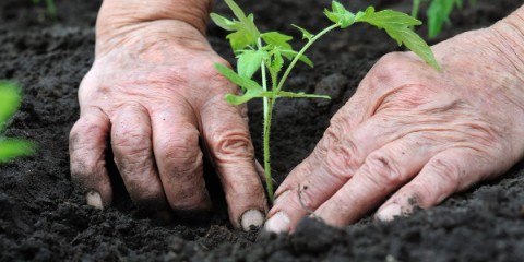 Fideleri Dikerken Dikkat Edilecek Hususlar 