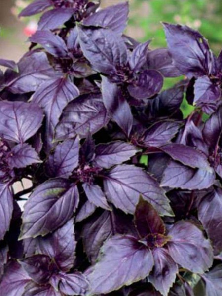 Mor Fesleğen Fidesi