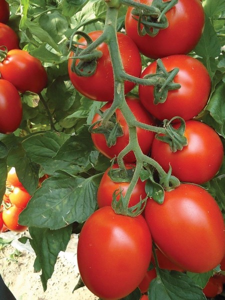 Sanayilik/Salçalık Domates Fidesi