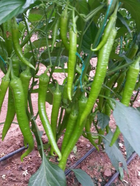 Tatlı Sivri Biber Fidesi