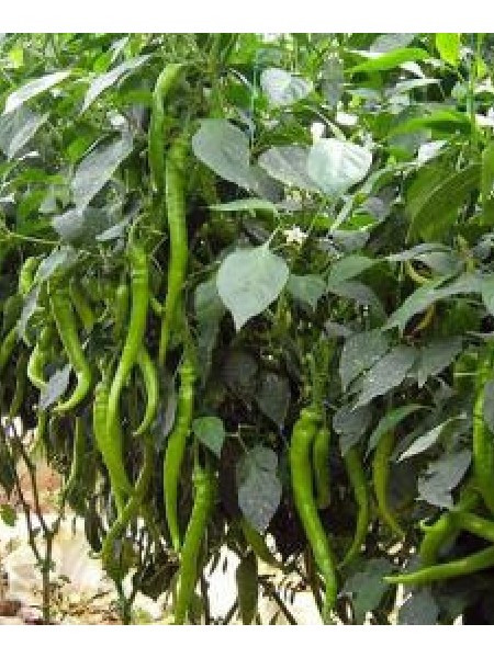 Acı Sivri biber Fidesi