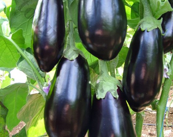 Tombul Patlıcan Fidesi