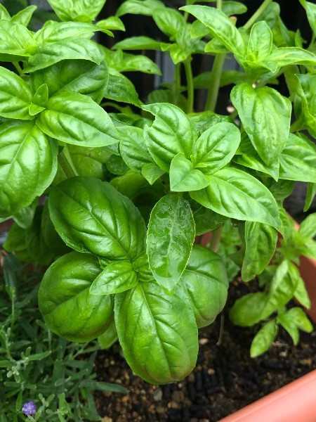 Yeşil Fesleğen Fidesi