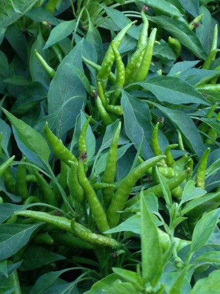 Yukarı Bakan Biber Fidesi